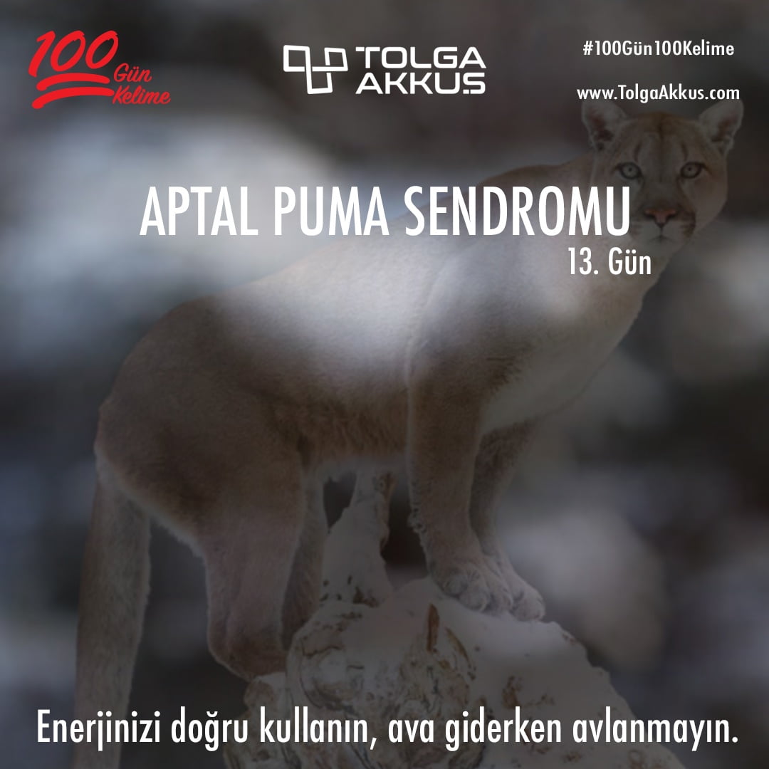 Aptal Puma Sendromu (13. Gün)